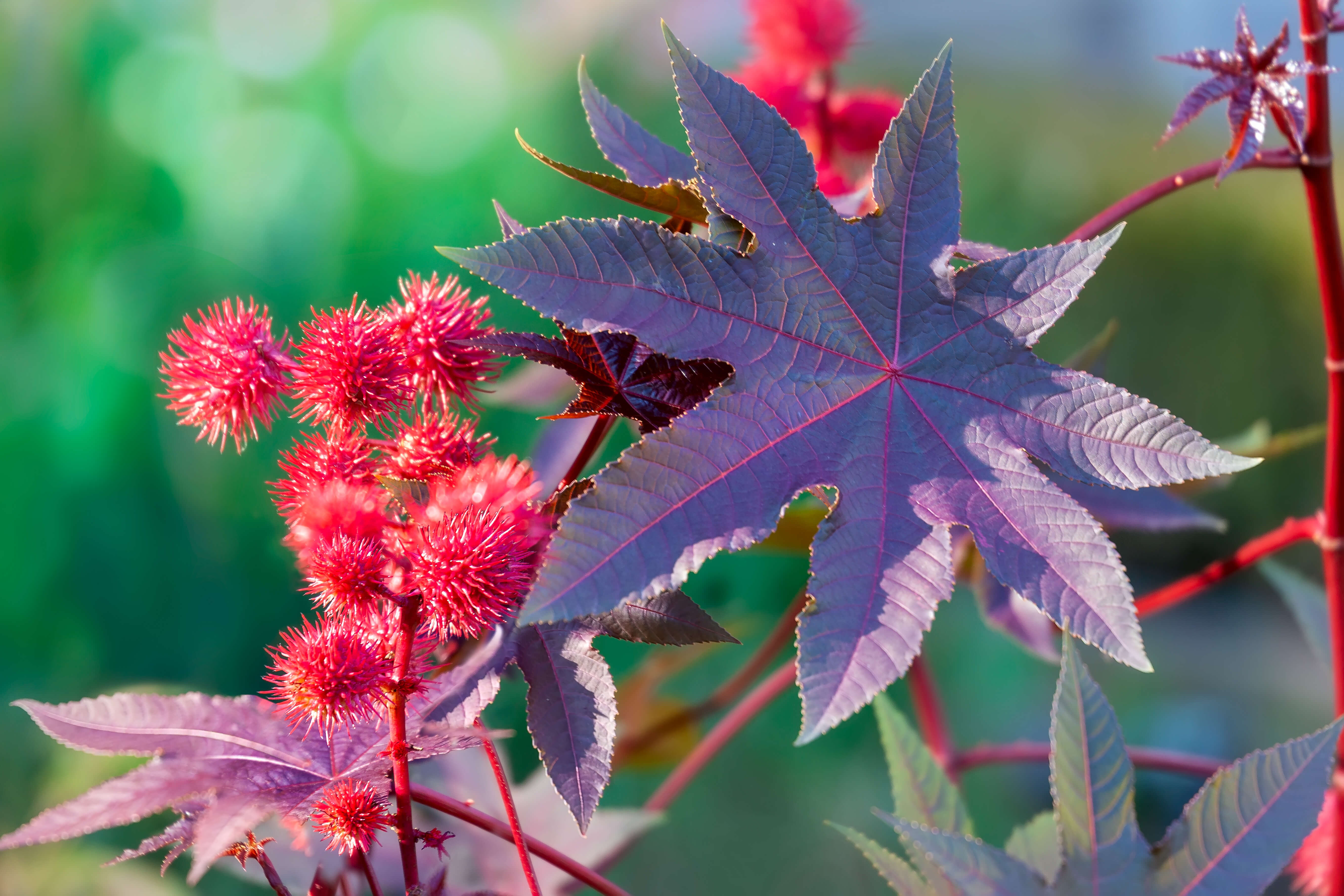 Kristpalmen Ricinus Communis med røde blade og blomster