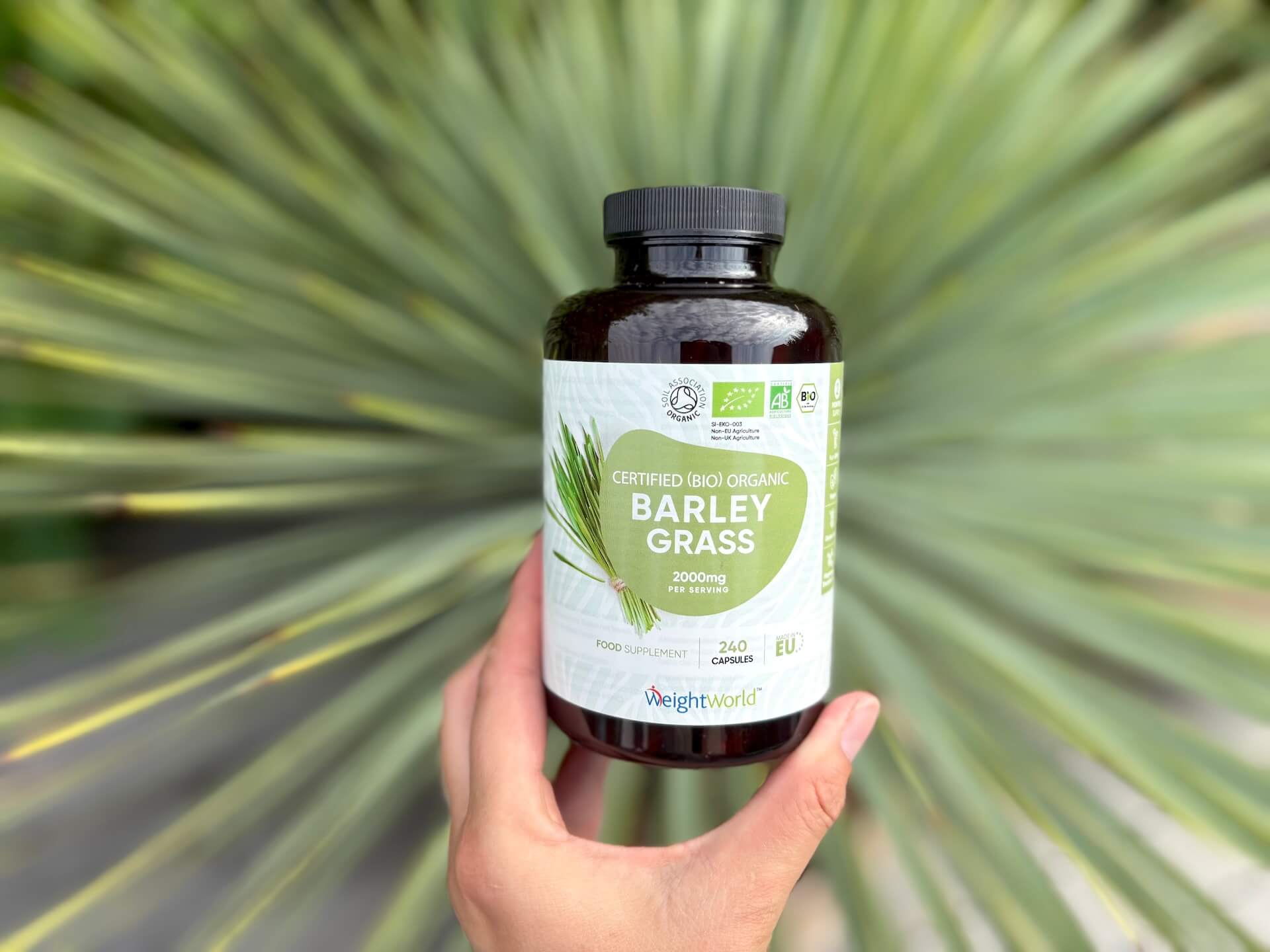 WeightWorld Barley Grass i hånd