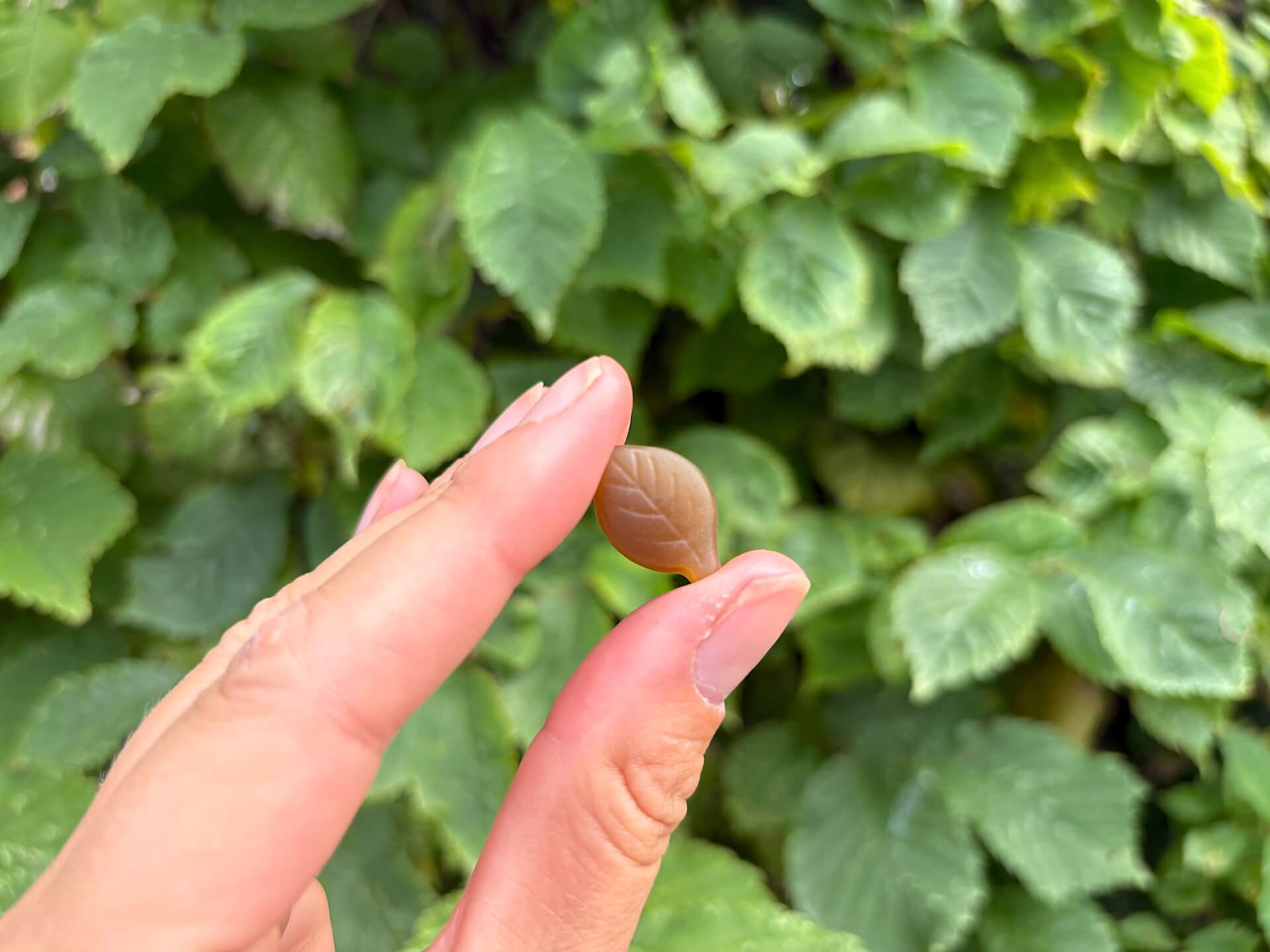 WeightWorld Lions Mane Mushroom Gummi mellem to fingre